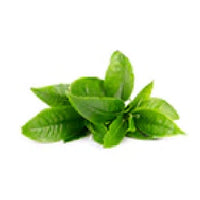 EGCG from Green Tea Extract